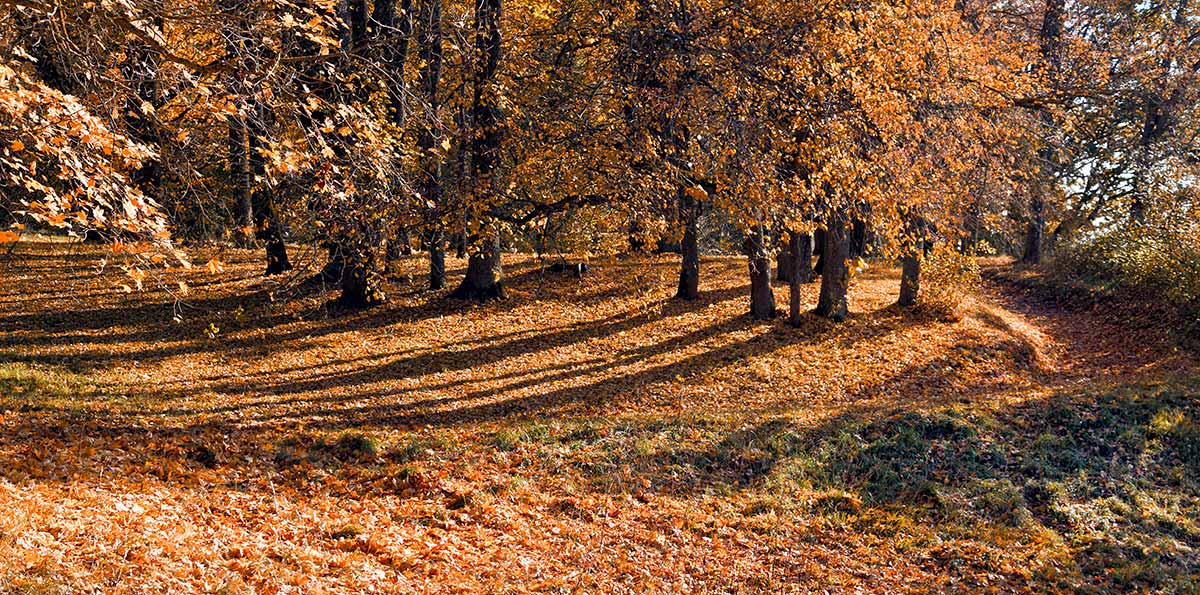 Foliage nelle Marche: vivi la magia nei borghi pi&ugrave; belli