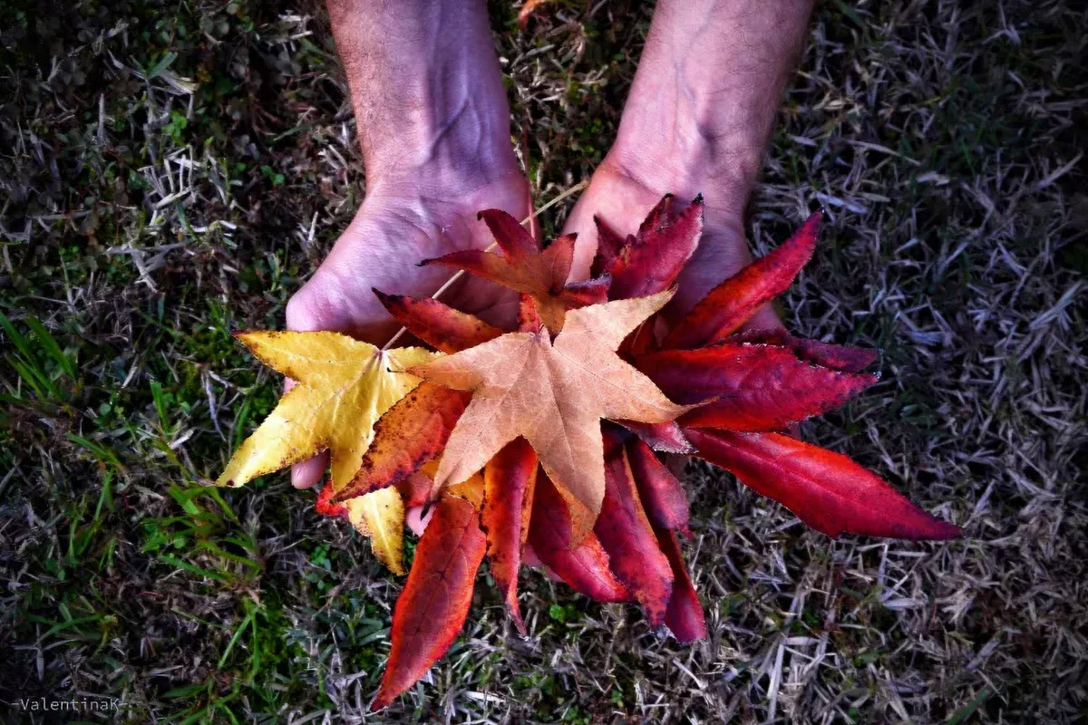 Sagre in autunno nelle Marche? Ecco quali non devi perderti!